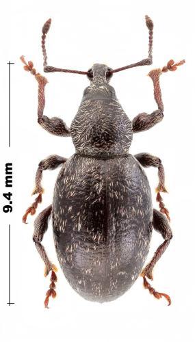 Réf. 318 158 : Otiorhynchus chrysocomus